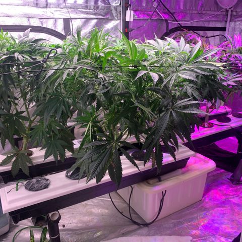 Strawberry cough #5 growlog timeline photo
