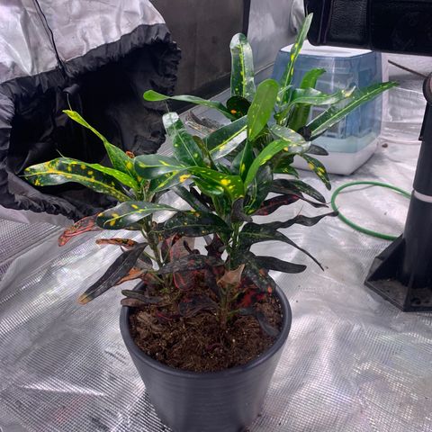 Strawberry cough #5 growlog timeline photo
