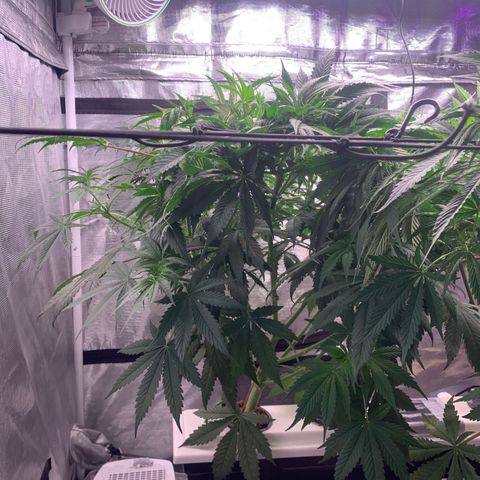 Strawberry Cough #1 growlog timeline photo