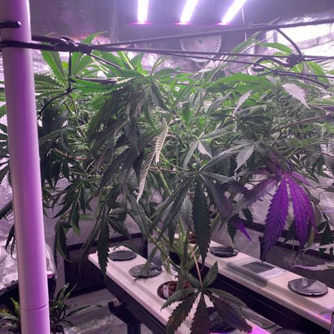 Strawberry Cough #2 growlog timeline photo