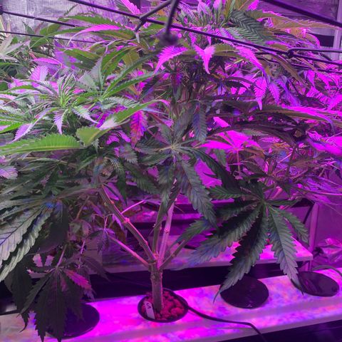 Strawberry cough #5 growlog timeline photo