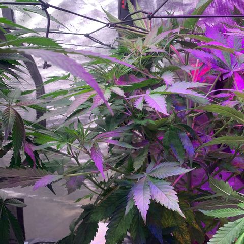 Strawberry cough #4 growlog timeline photo