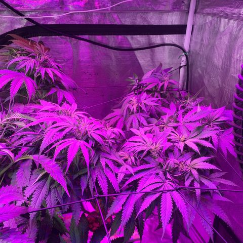 Strawberry Cough #3 growlog timeline photo