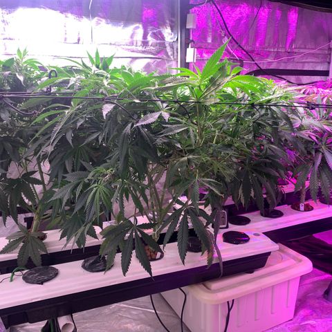 Strawberry cough #5 growlog timeline photo