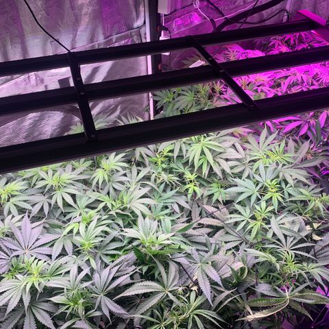 Strawberry cough #5 growlog timeline photo
