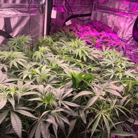 Strawberry cough #5 growlog timeline photo