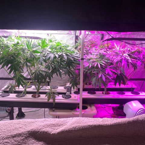 Strawberry cough #5 growlog photo: Lots of super cropping and tucking under trellis. Didn’t save the photos damn. 
