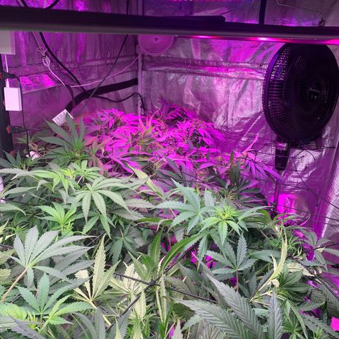 Strawberry cough #5 growlog timeline photo
