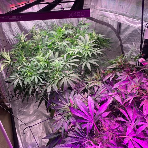 Strawberry cough #5 growlog timeline photo