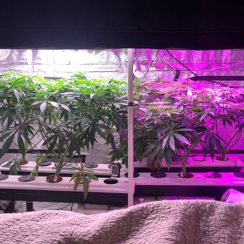 Strawberry cough #5 growlog timeline photo