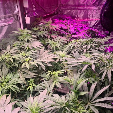 Strawberry cough #5 growlog timeline photo