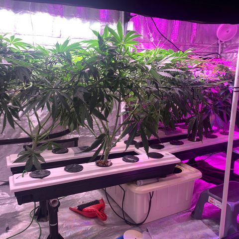 Strawberry cough #5 growlog timeline photo