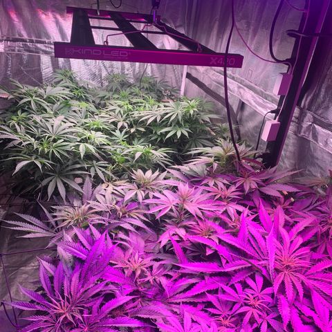 Strawberry cough #5 growlog timeline photo