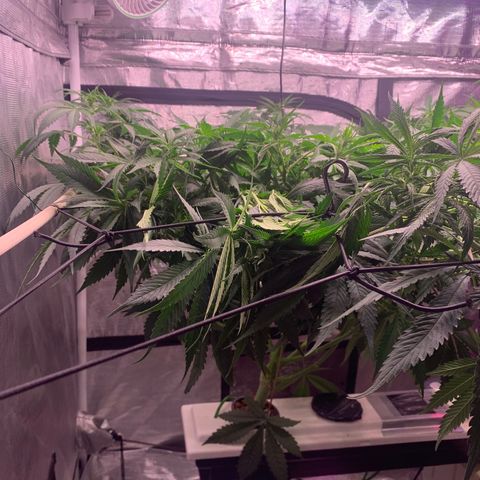 Strawberry Cough #1 growlog timeline photo