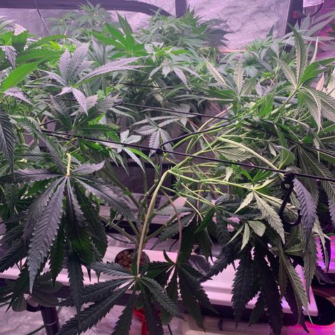 Strawberry Cough #2 growlog timeline photo