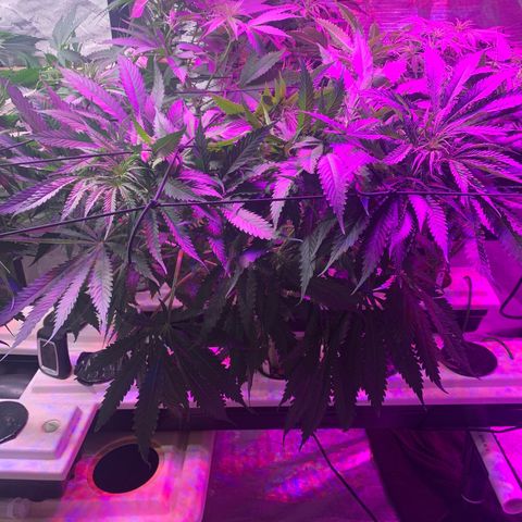 Strawberry cough #5 growlog timeline photo