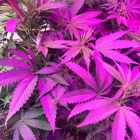 Strawberry cough #4 growlog timeline photo
