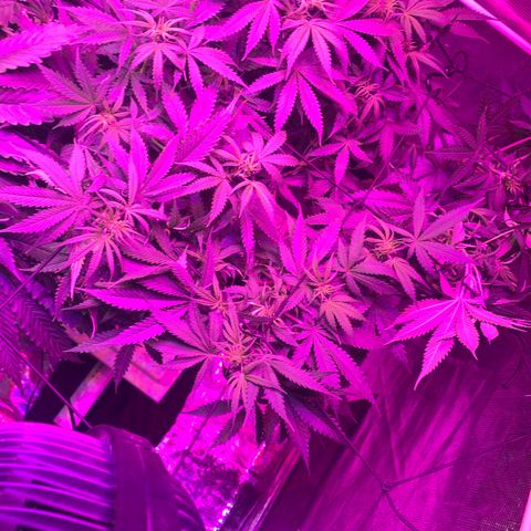 Strawberry Cough #3 growlog timeline photo