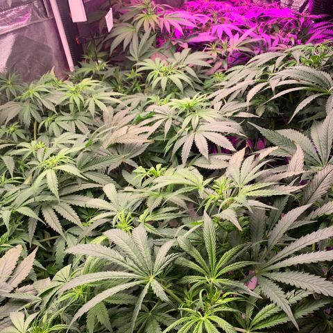 Strawberry cough #5 growlog timeline photo