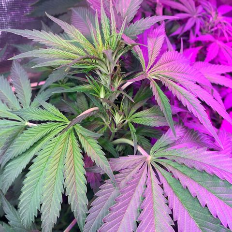 Strawberry cough #4 growlog timeline photo