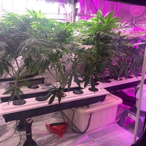 Strawberry cough #5 growlog photo: Ppm 1720
Ph 5.72
Add 2 gallons 
Ppm 1490
Ph 5.74 5 up to 5.95