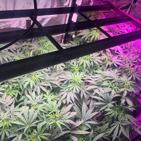 Strawberry cough #5 growlog photo: Ppm 1720
Ph 5.72
Add 2 gallons 
Ppm 1490
Ph 5.74 5 up to 5.95