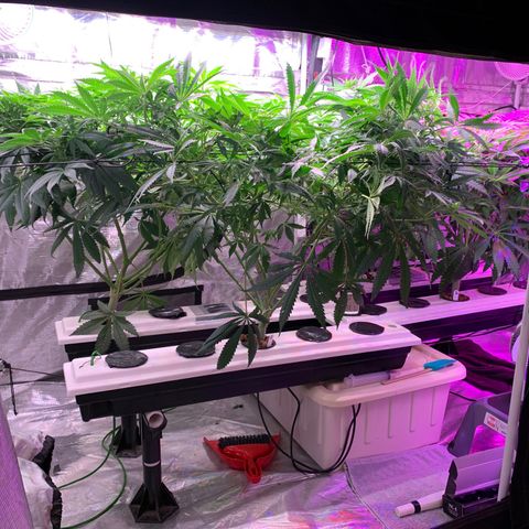 Strawberry cough #5 growlog timeline photo