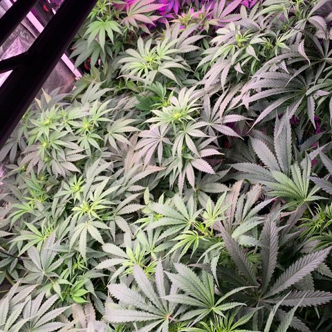 Strawberry cough #5 growlog timeline photo