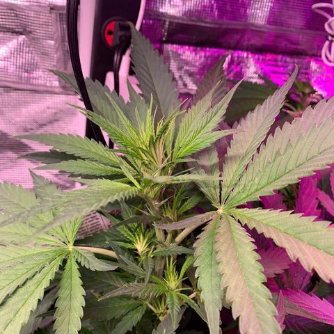Strawberry cough #5 growlog timeline photo
