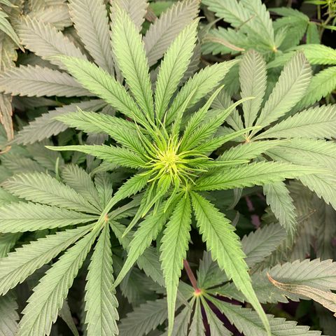 Strawberry Cough #1 growlog timeline photo