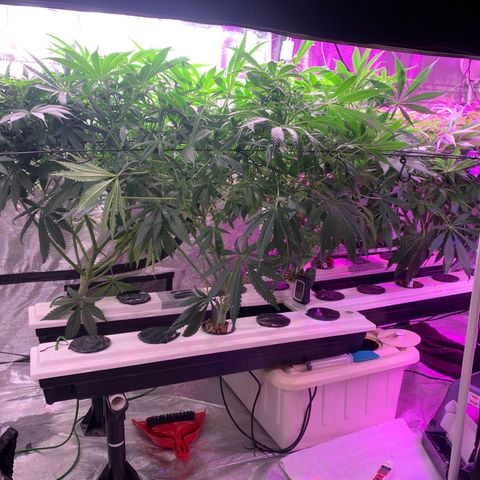 Strawberry cough #5 growlog timeline photo