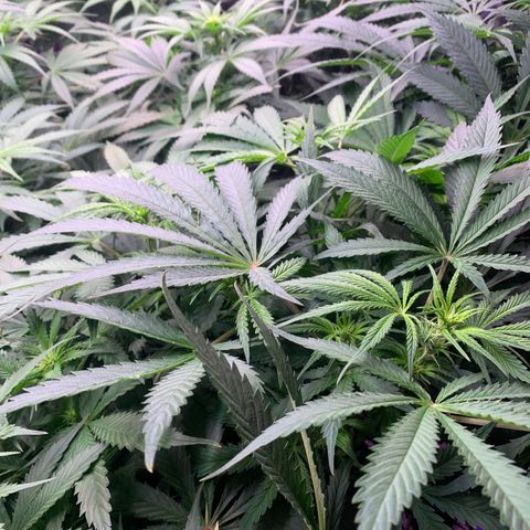 Strawberry cough #5 growlog timeline photo