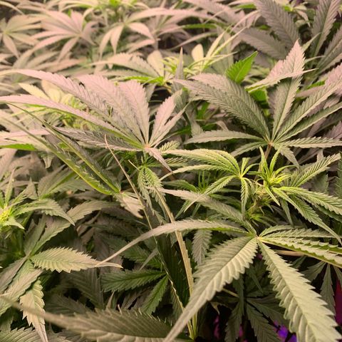 Strawberry cough #5 growlog timeline photo