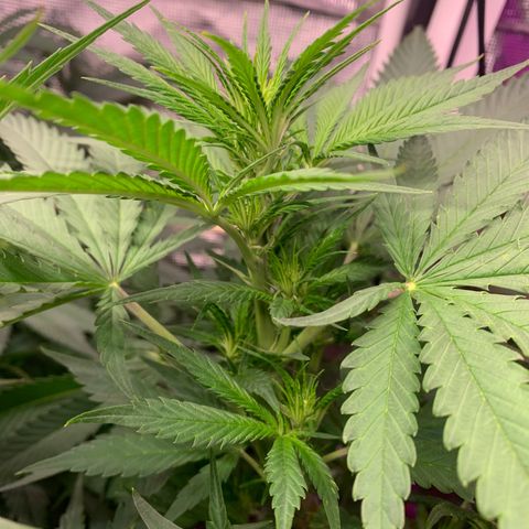 Strawberry cough #5 growlog timeline photo