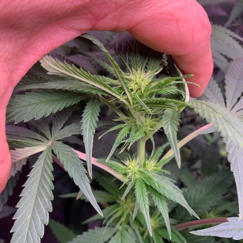 Strawberry Cough #1 growlog timeline photo
