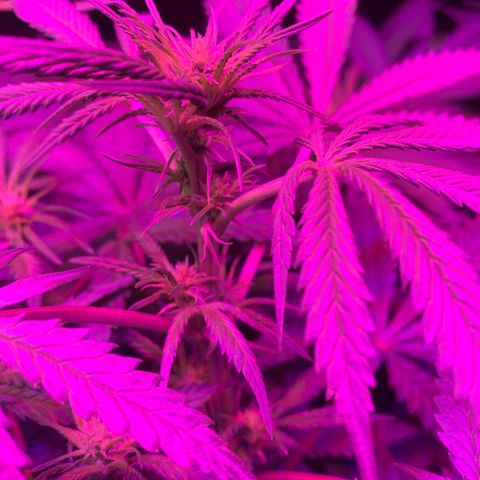 Strawberry Cough #3 growlog timeline photo