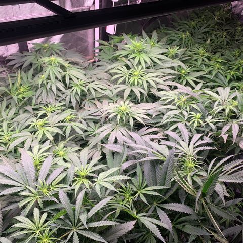 Strawberry cough #5 growlog timeline photo