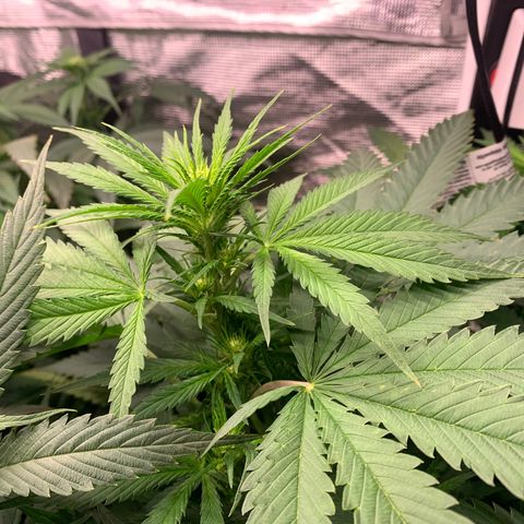 Strawberry cough #5 growlog timeline photo