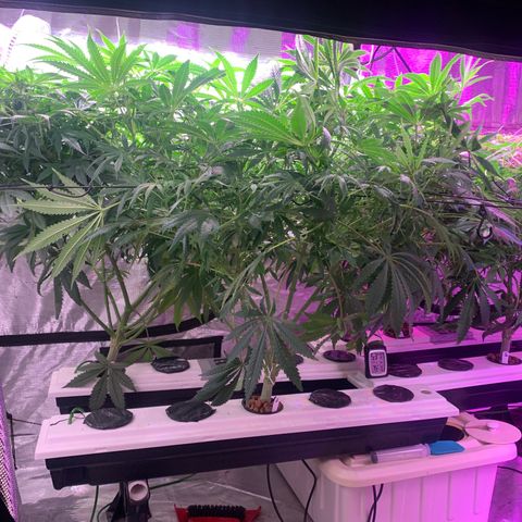 Strawberry cough #5 growlog timeline photo