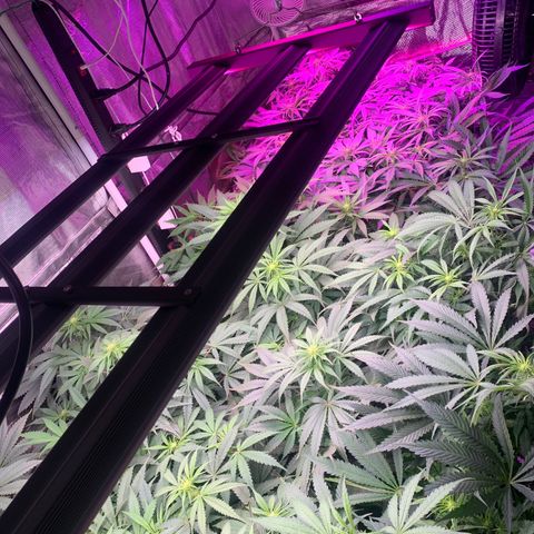 Strawberry cough #5 growlog timeline photo