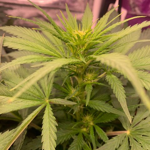 Strawberry cough #4 growlog timeline photo