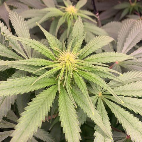 Strawberry Cough #1 growlog timeline photo