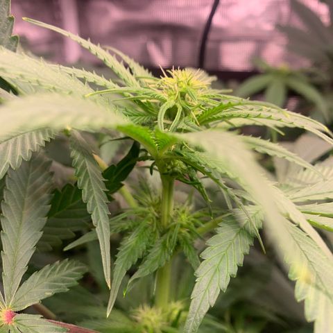 Strawberry Cough #1 growlog timeline photo
