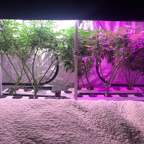 Strawberry cough #5 growlog timeline photo