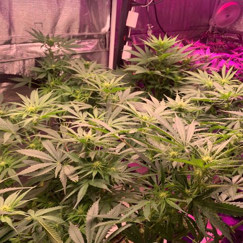 Strawberry cough #5 growlog timeline photo