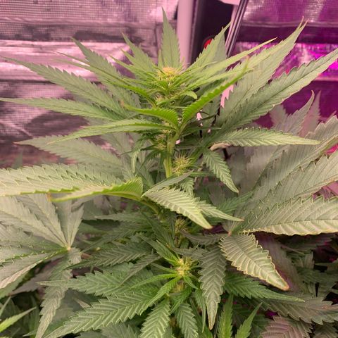 Strawberry cough #4 growlog timeline photo
