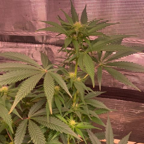 Strawberry Cough #1 growlog timeline photo