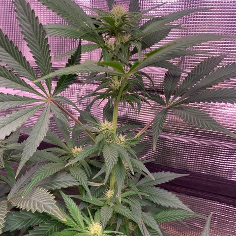 Strawberry Cough #1 growlog timeline photo