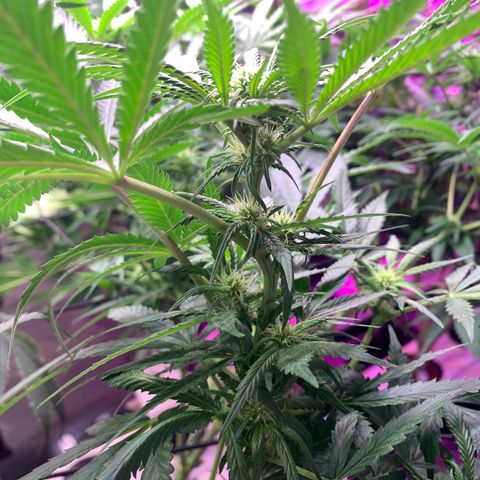 Strawberry Cough #2 growlog timeline photo