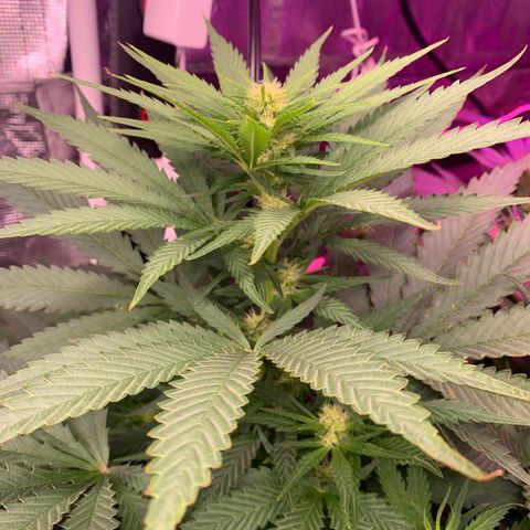 Strawberry cough #4 growlog timeline photo